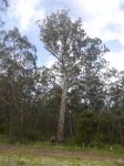 Box - Yellow : Eucalyptus melliodora 