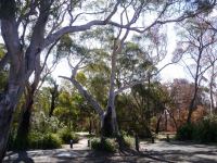 Gum - Narrow-leaved Scribbly : Eucalyptus racemosa