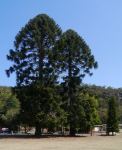 Bunya Pine : Araucaria bidwillii