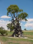 Gum - River Red "Herbig Tree" : Eucalyptus camaldulensis