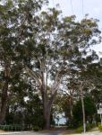 Blackbutt : Eucalyptus pilularis