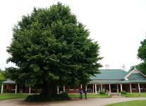 Elm - English : Ulmus procera