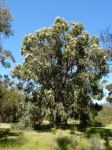 Bloodwood - Yellow : Corymbia eximia