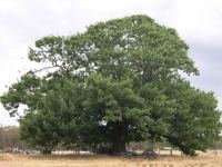 Oak : Quercus robor