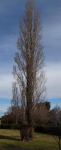 Poplar - Lombardy : Populus nigra 'Italica'