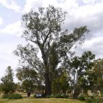 Gum - River Red  : Eucalyptus camaldulensis