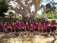 Gum - Lemon Scented : Corymbia citriodora