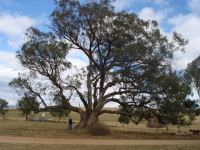 Box - Grey : Eucalyptus microcarpa