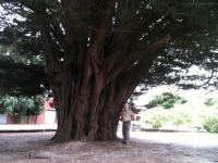 Cypress - Monterey : Cupressus macrocarpa