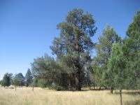 Pine - White Cypress : Callitris glaucophylla