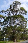 Gum - Bangalay, Southern Mahogany : Eucalyptus botryoides
