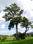Fig - Small-leaved : Ficus obliqua