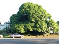 Mango : Mangifera indica