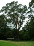 Gum - Gully : Eucalyptus smithii