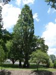 Poplar - Lombardy : Populus nigra 'Italica'