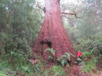 Red Tingle  "Pleated Lady" : Eucalyptus jacksonii
