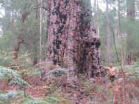 Marri  "King Marri" : Corymbia calophylla