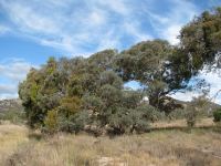 Box - Red : Eucalyptus polyanthemos