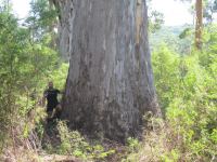 Karri : Eucalyptus diversicolor