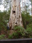 Karri "Big" : Eucalyptus diversicolor