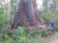 Red Tingle "Grey Bark" : Eucalyptus jacksonii