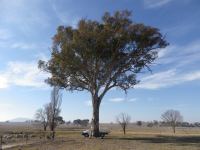 Gum - Blakely's Red : Eucalyptus blaklelyi