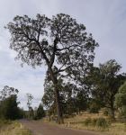 Ironbark - Broad-leaved Red : Eucalyptus fibrosa