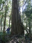 She-oak, River She-oak : Casuarina cunninghamiana