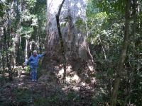 Blue Gum - Sydney : Eucalyptus saligna