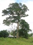 Milky Pine : Alstonia scholaris