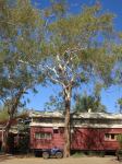 Northern Woollybutt, QLD Flaky Bark : Eucalyptus chartaboma