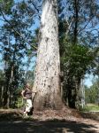 Gum - Forest Red : Eucalyptus tereticornis