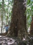 Gum - Flooded "Big Fella Gum" : Eucalyptus grandis