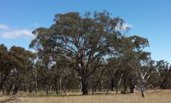 Box - Fuzzy  : Eucalyptus conica