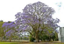 Jacaranda : Jacaranda mimosifolia