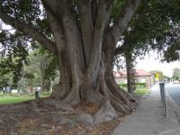 Fig - Moreton Bay : Ficus macrophylla