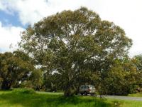 Gum - Snow : Eucalyptus pauciflora