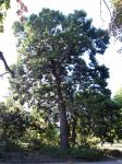 Yellowwood - Oteniqua : Podocarpus falcatus syn. Afrocarpus falcatus
