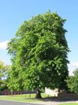 Oak - Pin : Quercus palustris