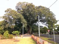 Fig - Moreton Bay : Ficus macrophylla