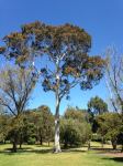 Gum - Spotted : Corymbia maculata