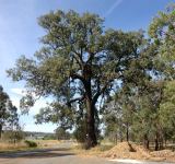 Ironbark - Broad-leaved Red : Eucalyptus fibrosa