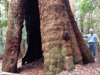 Blackbutt "The Hulk" : Eucalyptus pilularis