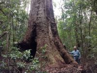 Blackbutt "The Bronze" : Eucalyptus pilularis