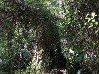Turpentine : Syncarpia glomulifera