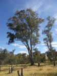 Gum - Blakely's Red : Eucalyptus blakelyi