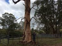 Gum - Small-fruited Grey : Eucalyptus propinqua