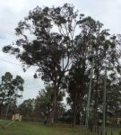 Gum - Large-fruited Grey : Eucalyptus canaliculata