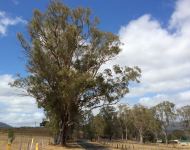 Gum - Cabbage : Eucalyptus amplifolia