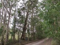 Gum - Small-fruited Grey : Eucalyptus propinqua